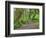 Hall of Mosses, Hoh Rain Forest, Olympic National Park, Washington, USA-Jamie & Judy Wild-Framed Photographic Print