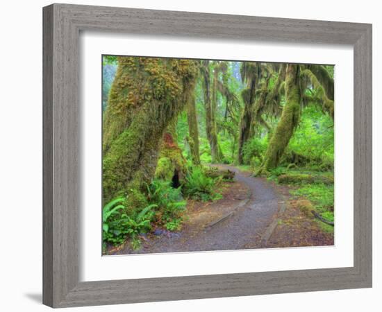 Hall of Mosses, Hoh Rain Forest, Olympic National Park, Washington, USA-Jamie & Judy Wild-Framed Photographic Print