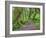 Hall of Mosses, Hoh Rain Forest, Olympic National Park, Washington, USA-Jamie & Judy Wild-Framed Photographic Print