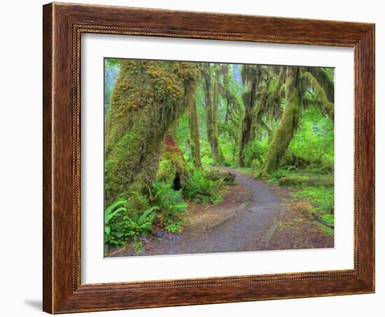 Hall of Mosses, Hoh Rain Forest, Olympic National Park, Washington, USA-Jamie & Judy Wild-Framed Photographic Print