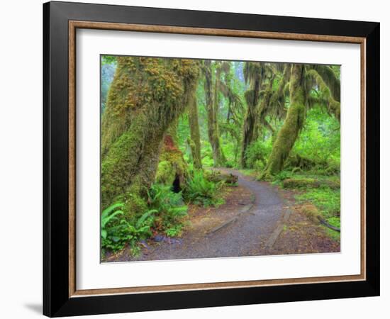 Hall of Mosses, Hoh Rain Forest, Olympic National Park, Washington, USA-Jamie & Judy Wild-Framed Photographic Print