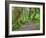 Hall of Mosses, Hoh Rain Forest, Olympic National Park, Washington, USA-Jamie & Judy Wild-Framed Photographic Print