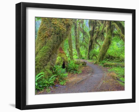 Hall of Mosses, Hoh Rain Forest, Olympic National Park, Washington, USA-Jamie & Judy Wild-Framed Photographic Print