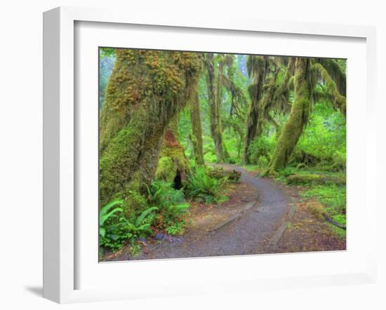 Hall of Mosses, Hoh Rain Forest, Olympic National Park, Washington, USA-Jamie & Judy Wild-Framed Photographic Print