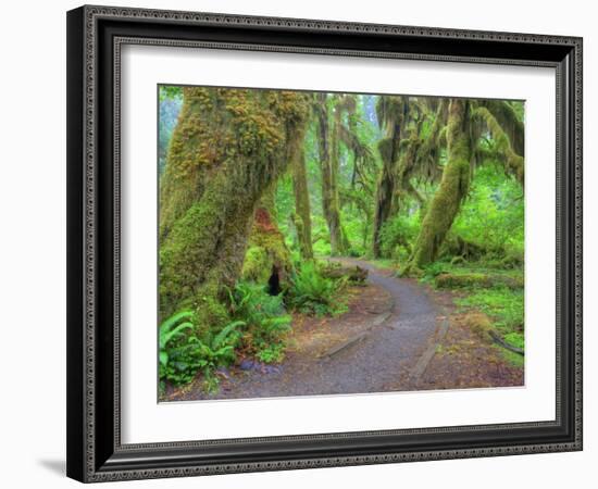 Hall of Mosses, Hoh Rain Forest, Olympic National Park, Washington, USA-Jamie & Judy Wild-Framed Photographic Print