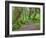 Hall of Mosses, Hoh Rain Forest, Olympic National Park, Washington, USA-Jamie & Judy Wild-Framed Photographic Print