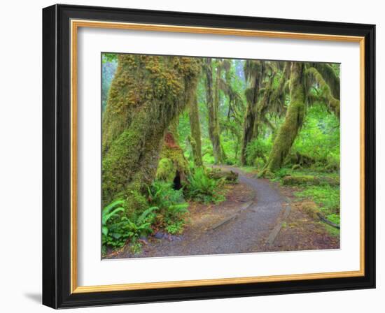 Hall of Mosses, Hoh Rain Forest, Olympic National Park, Washington, USA-Jamie & Judy Wild-Framed Photographic Print