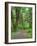 Hall of Mosses, Hoh Rain Forest, Olympic National Park, Washington, USA-Jamie & Judy Wild-Framed Photographic Print