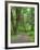 Hall of Mosses, Hoh Rain Forest, Olympic National Park, Washington, USA-Jamie & Judy Wild-Framed Photographic Print