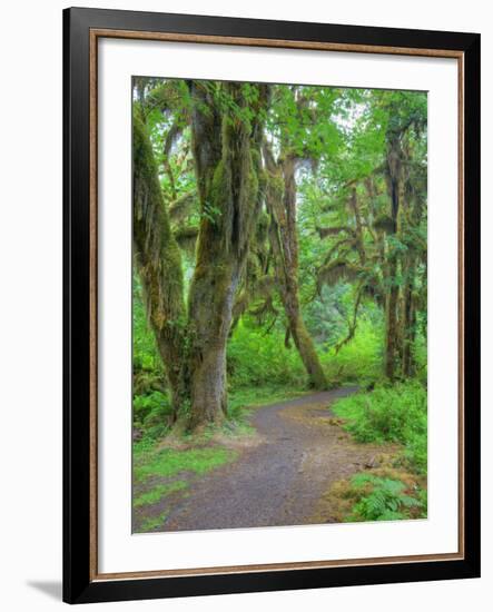 Hall of Mosses, Hoh Rain Forest, Olympic National Park, Washington, USA-Jamie & Judy Wild-Framed Photographic Print