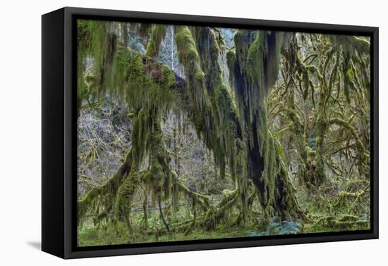 Hall of Mosses in the Hoh Rainforest of Olympic National Park, Washington State, USA-Chuck Haney-Framed Premier Image Canvas