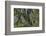 Hall of Mosses in the Hoh Rainforest of Olympic National Park, Washington State, USA-Chuck Haney-Framed Photographic Print