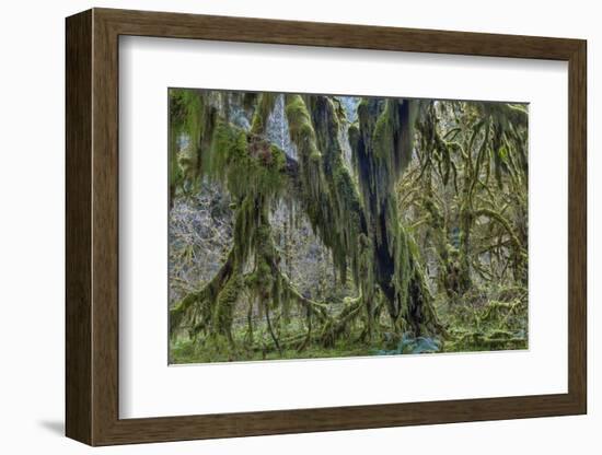 Hall of Mosses in the Hoh Rainforest of Olympic National Park, Washington State, USA-Chuck Haney-Framed Photographic Print