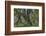 Hall of Mosses in the Hoh Rainforest of Olympic National Park, Washington State, USA-Chuck Haney-Framed Photographic Print