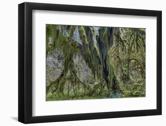 Hall of Mosses in the Hoh Rainforest of Olympic National Park, Washington State, USA-Chuck Haney-Framed Photographic Print