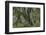 Hall of Mosses in the Hoh Rainforest of Olympic National Park, Washington State, USA-Chuck Haney-Framed Photographic Print