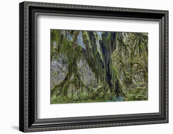 Hall of Mosses in the Hoh Rainforest of Olympic National Park, Washington State, USA-Chuck Haney-Framed Photographic Print