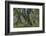 Hall of Mosses in the Hoh Rainforest of Olympic National Park, Washington State, USA-Chuck Haney-Framed Photographic Print