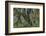 Hall of Mosses in the Hoh Rainforest of Olympic National Park, Washington State, USA-Chuck Haney-Framed Photographic Print