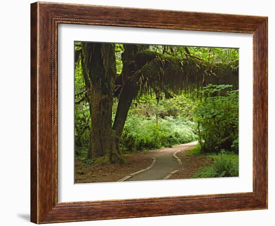 Hall of Mosses, Olympic National Park, Washington, USA-Charles Sleicher-Framed Photographic Print