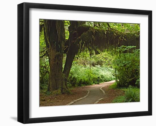 Hall of Mosses, Olympic National Park, Washington, USA-Charles Sleicher-Framed Photographic Print