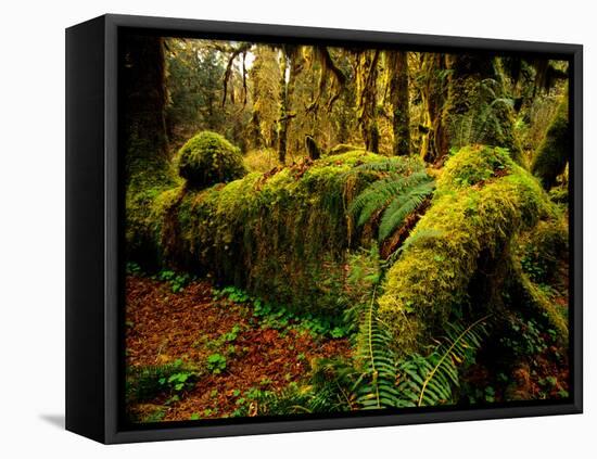 Hall of Mosses Trail in Hoh Rainforest in Olympic National Park, Washington, USA-Chuck Haney-Framed Premier Image Canvas