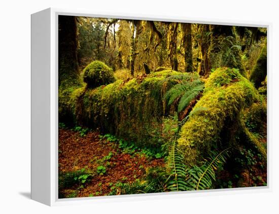 Hall of Mosses Trail in Hoh Rainforest in Olympic National Park, Washington, USA-Chuck Haney-Framed Premier Image Canvas