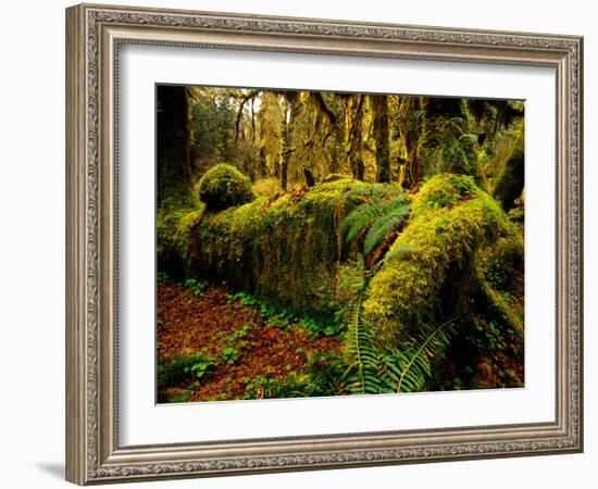 Hall of Mosses Trail in Hoh Rainforest in Olympic National Park, Washington, USA-Chuck Haney-Framed Photographic Print