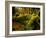 Hall of Mosses Trail in Hoh Rainforest in Olympic National Park, Washington, USA-Chuck Haney-Framed Photographic Print