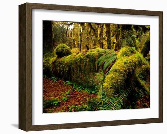 Hall of Mosses Trail in Hoh Rainforest in Olympic National Park, Washington, USA-Chuck Haney-Framed Photographic Print