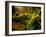 Hall of Mosses Trail in Hoh Rainforest in Olympic National Park, Washington, USA-Chuck Haney-Framed Photographic Print