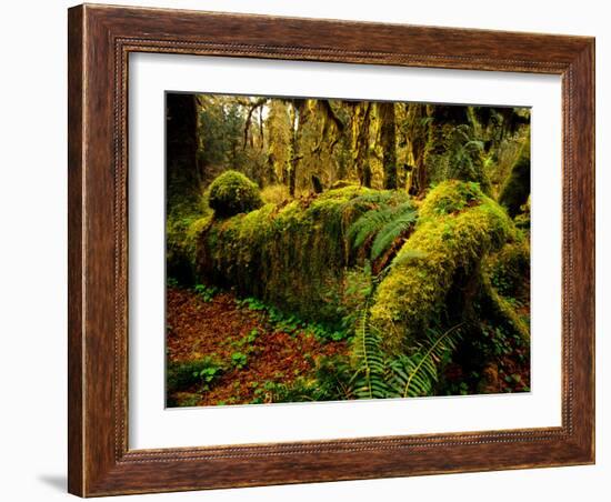 Hall of Mosses Trail in Hoh Rainforest in Olympic National Park, Washington, USA-Chuck Haney-Framed Photographic Print