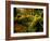 Hall of Mosses Trail in Hoh Rainforest in Olympic National Park, Washington, USA-Chuck Haney-Framed Photographic Print