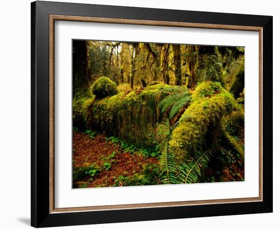 Hall of Mosses Trail in Hoh Rainforest in Olympic National Park, Washington, USA-Chuck Haney-Framed Photographic Print