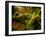 Hall of Mosses Trail in Hoh Rainforest in Olympic National Park, Washington, USA-Chuck Haney-Framed Photographic Print
