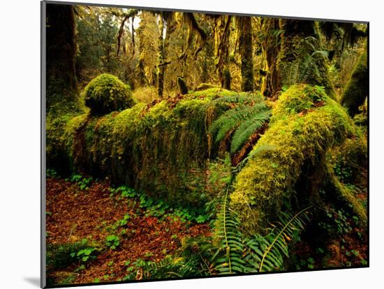 Hall of Mosses Trail in Hoh Rainforest in Olympic National Park, Washington, USA-Chuck Haney-Mounted Photographic Print