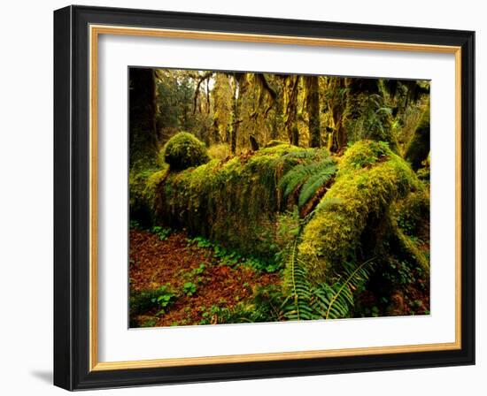 Hall of Mosses Trail in Hoh Rainforest in Olympic National Park, Washington, USA-Chuck Haney-Framed Photographic Print