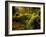 Hall of Mosses Trail in Hoh Rainforest in Olympic National Park, Washington, USA-Chuck Haney-Framed Photographic Print