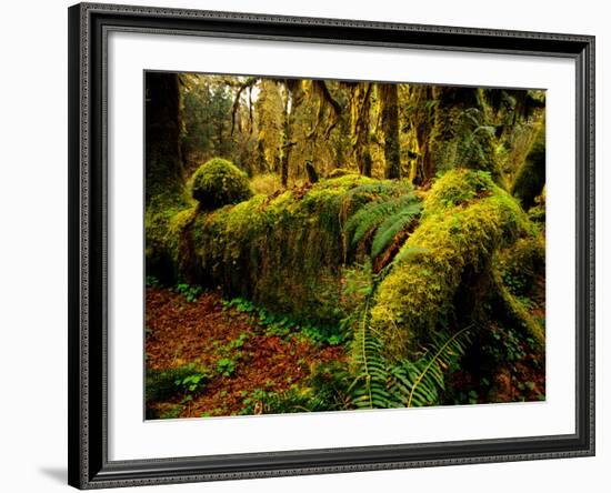 Hall of Mosses Trail in Hoh Rainforest in Olympic National Park, Washington, USA-Chuck Haney-Framed Photographic Print