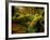 Hall of Mosses Trail in Hoh Rainforest in Olympic National Park, Washington, USA-Chuck Haney-Framed Photographic Print