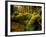 Hall of Mosses Trail in Hoh Rainforest in Olympic National Park, Washington, USA-Chuck Haney-Framed Photographic Print