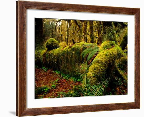 Hall of Mosses Trail in Hoh Rainforest in Olympic National Park, Washington, USA-Chuck Haney-Framed Photographic Print