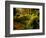 Hall of Mosses Trail in Hoh Rainforest in Olympic National Park, Washington, USA-Chuck Haney-Framed Photographic Print