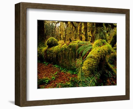 Hall of Mosses Trail in Hoh Rainforest in Olympic National Park, Washington, USA-Chuck Haney-Framed Photographic Print