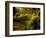 Hall of Mosses Trail in Hoh Rainforest in Olympic National Park, Washington, USA-Chuck Haney-Framed Photographic Print