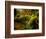 Hall of Mosses Trail in Hoh Rainforest in Olympic National Park, Washington, USA-Chuck Haney-Framed Photographic Print