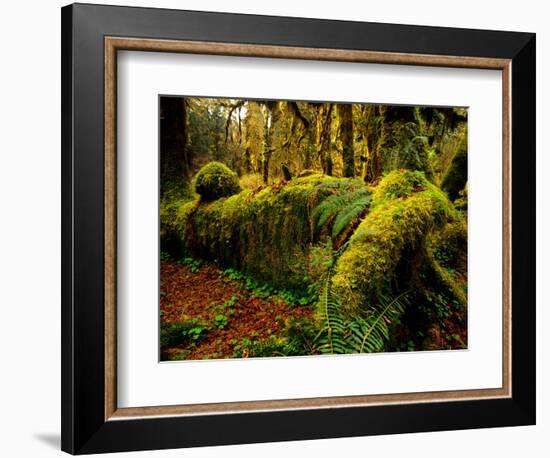 Hall of Mosses Trail in Hoh Rainforest in Olympic National Park, Washington, USA-Chuck Haney-Framed Photographic Print