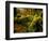 Hall of Mosses Trail in Hoh Rainforest in Olympic National Park, Washington, USA-Chuck Haney-Framed Photographic Print