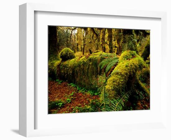 Hall of Mosses Trail in Hoh Rainforest in Olympic National Park, Washington, USA-Chuck Haney-Framed Photographic Print