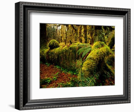 Hall of Mosses Trail in Hoh Rainforest in Olympic National Park, Washington, USA-Chuck Haney-Framed Photographic Print